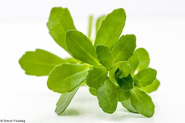 Bacopa-monnieri-Brahmi-0522-625x415