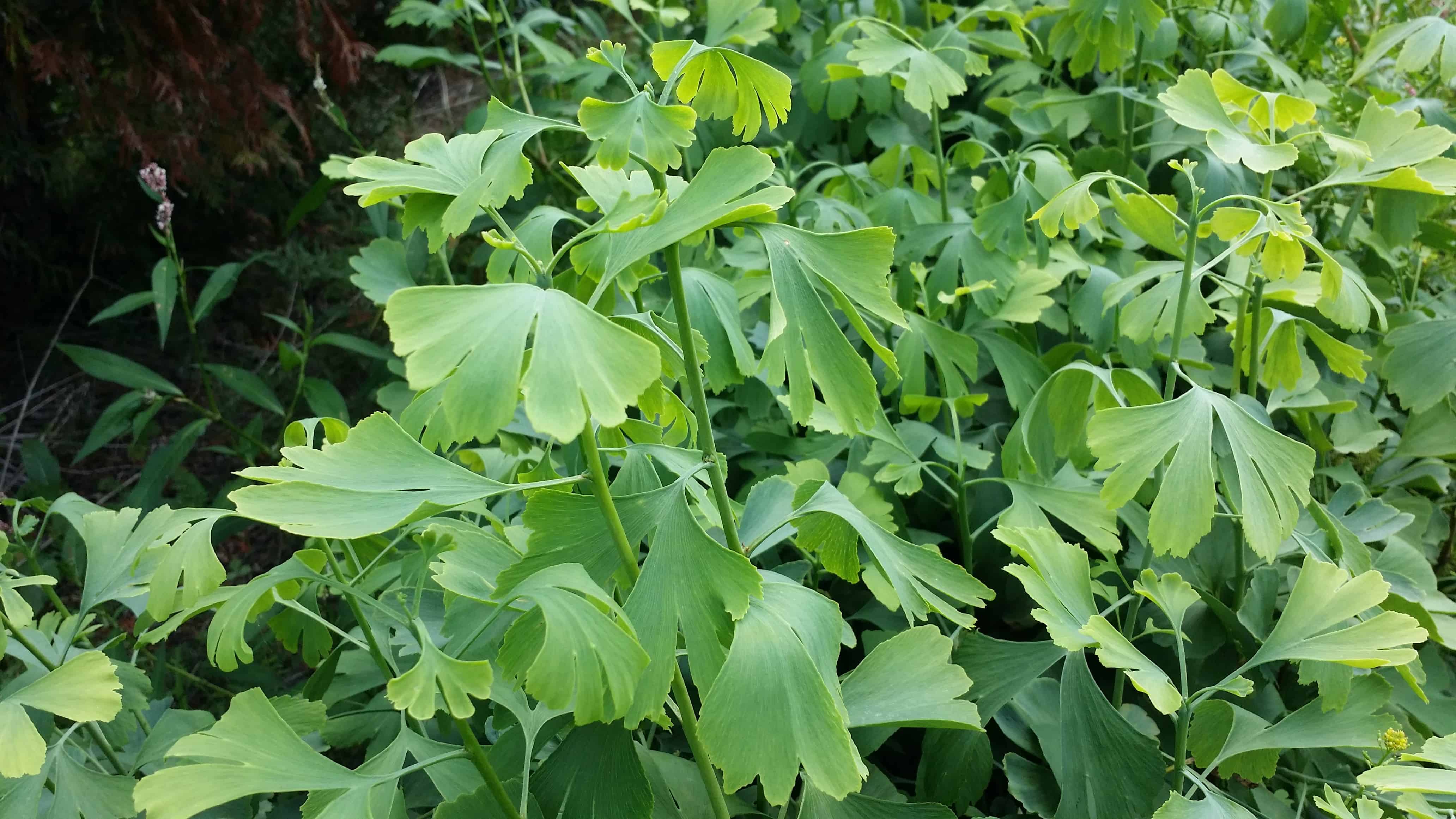 ginkgo_biloba_1