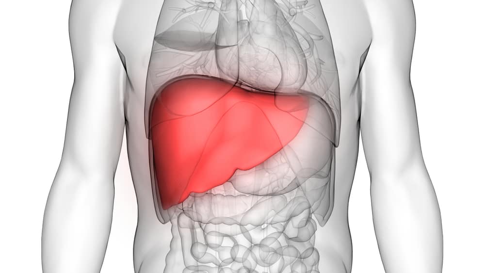 Human,body,organs,anatomy,(liver).,3d