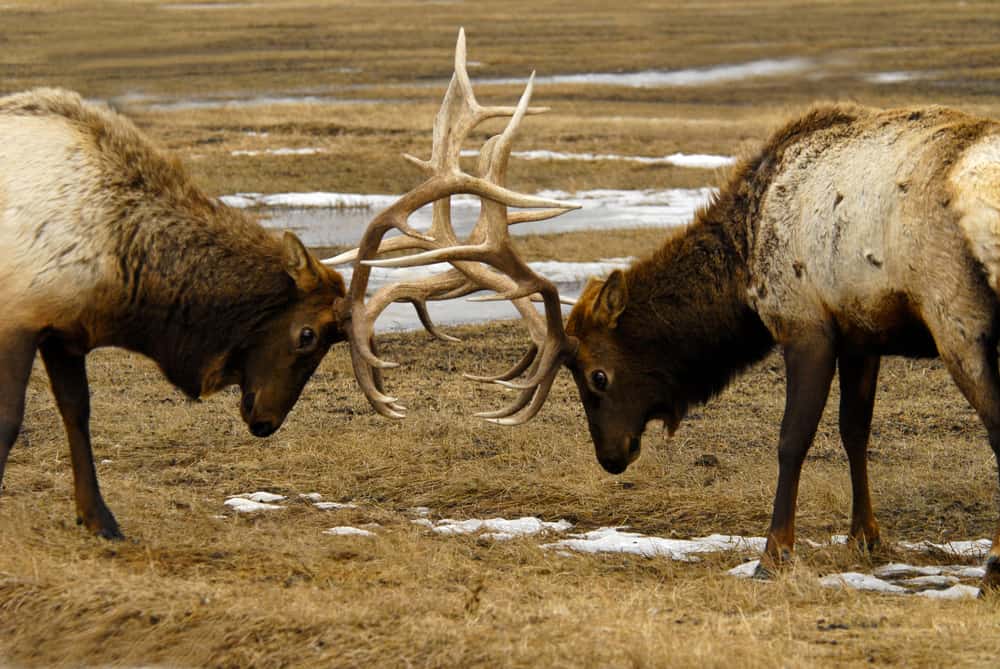 Elk,butting,heads
