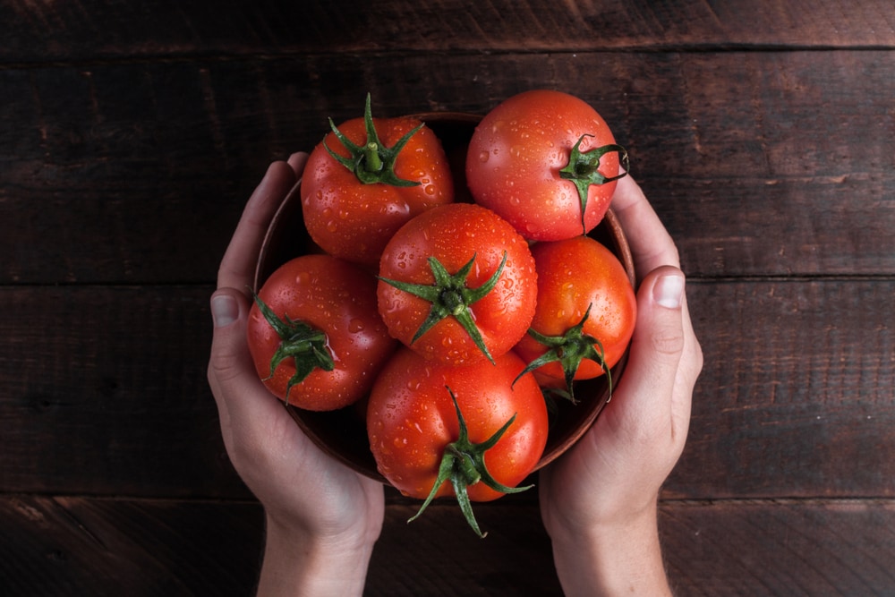 Fresh,tomatoes,in,hands,on,a,wooden,background.,harvesting,tomatoes.