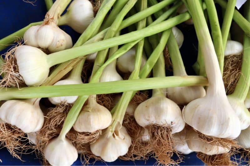 Garlic A Natural Antibiotic V2