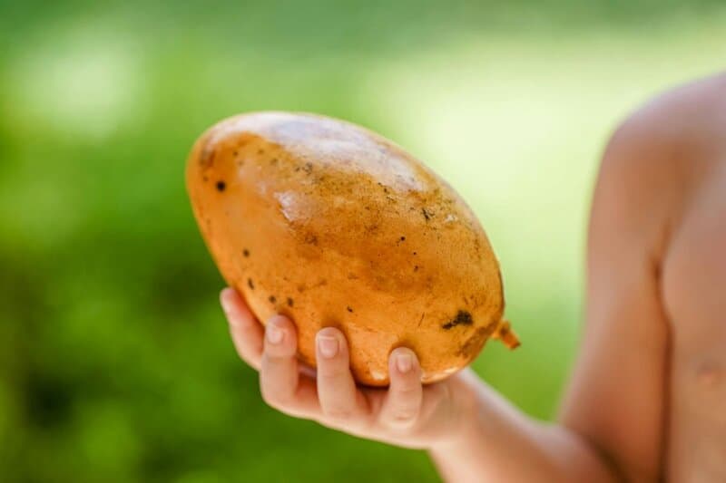 33. Yellowing of the Skin or Eyes