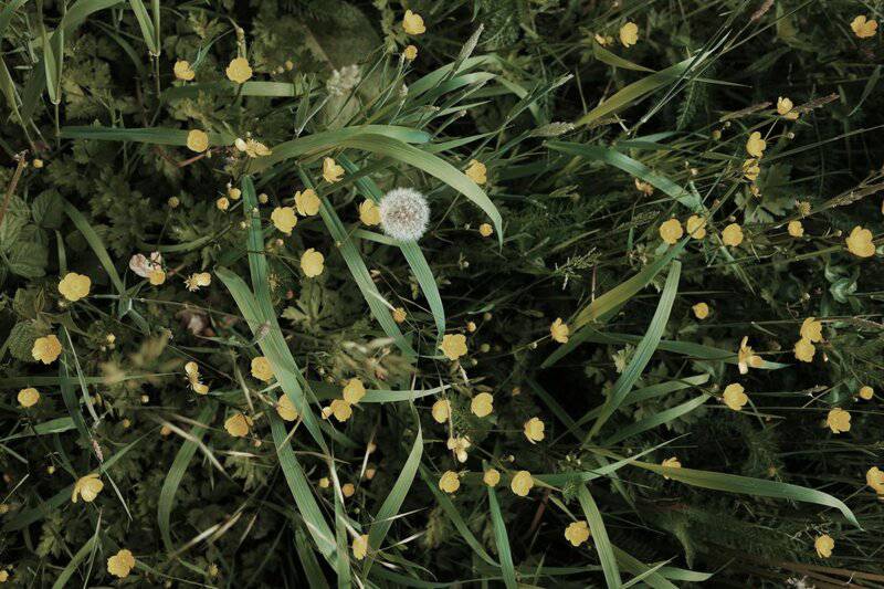 34. Dandelion Greens