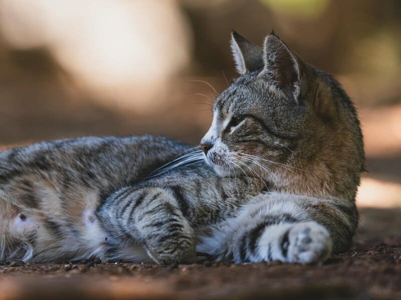 24. Ringing in the Ears (Tinnitus)