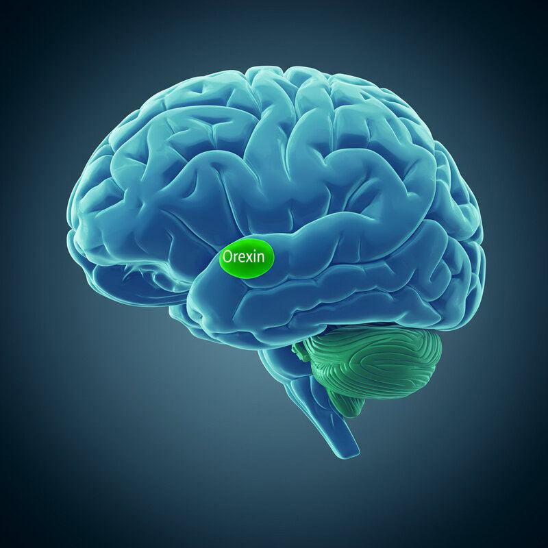 17. Orexin and Anxiety Disorders