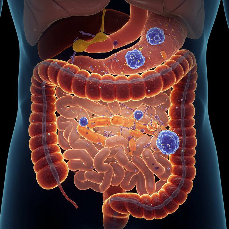 3. The Immune System-Gut Connection