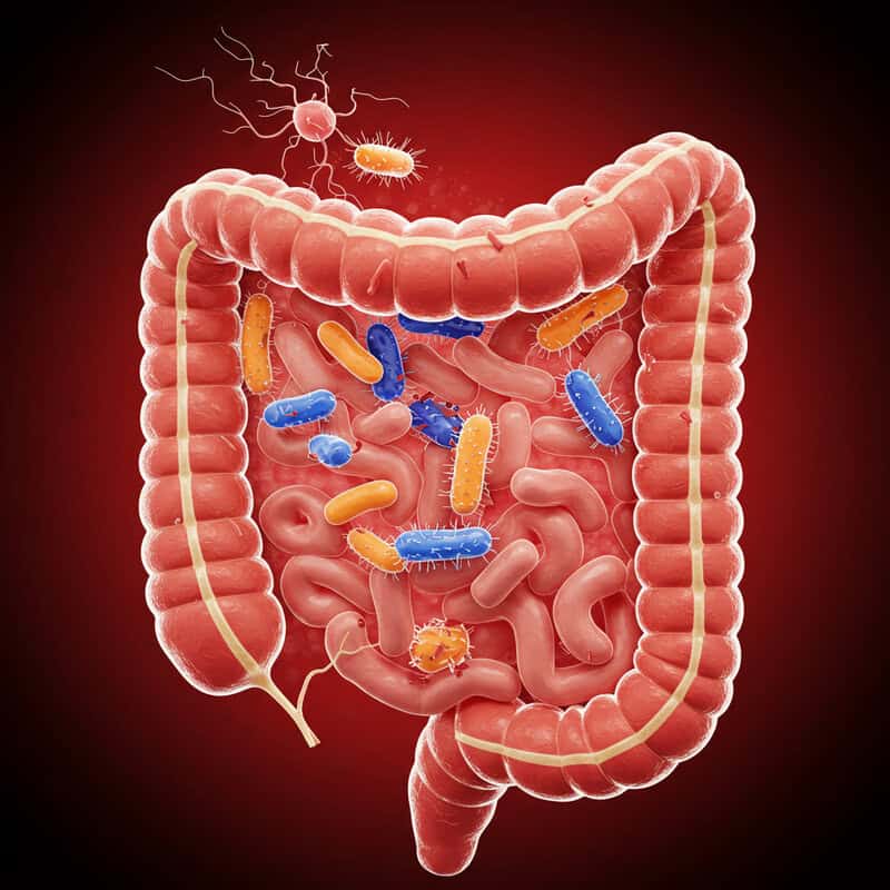 4. Key Bacteria Linked to Arthritis
