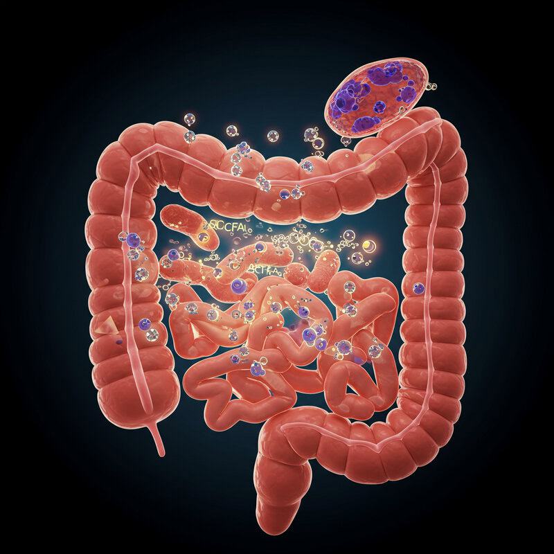 8. Short-Chain Fatty Acids (SCFAs) Role