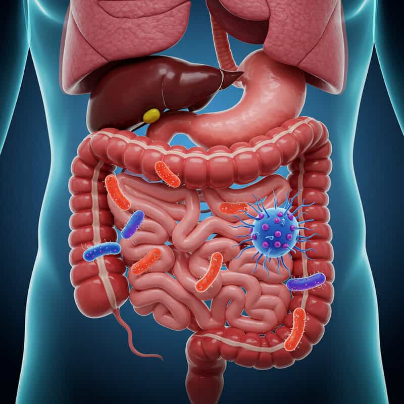 28. Autoimmune Triggers in the Gut