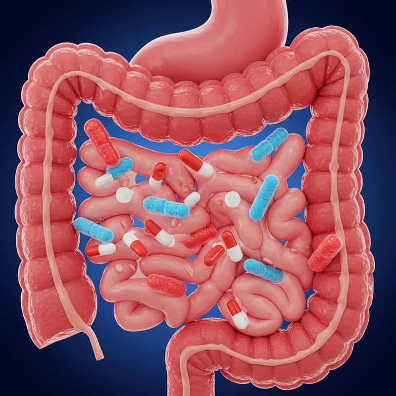 40. Gut Bacteria and Medication Absorption