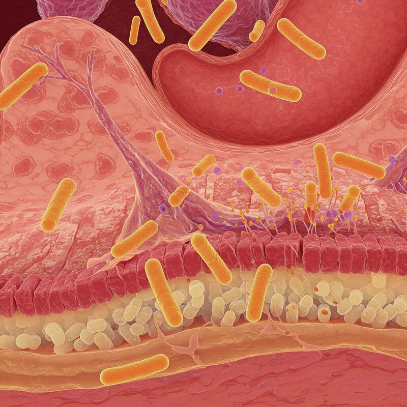 1. Akkermansia muciniphila