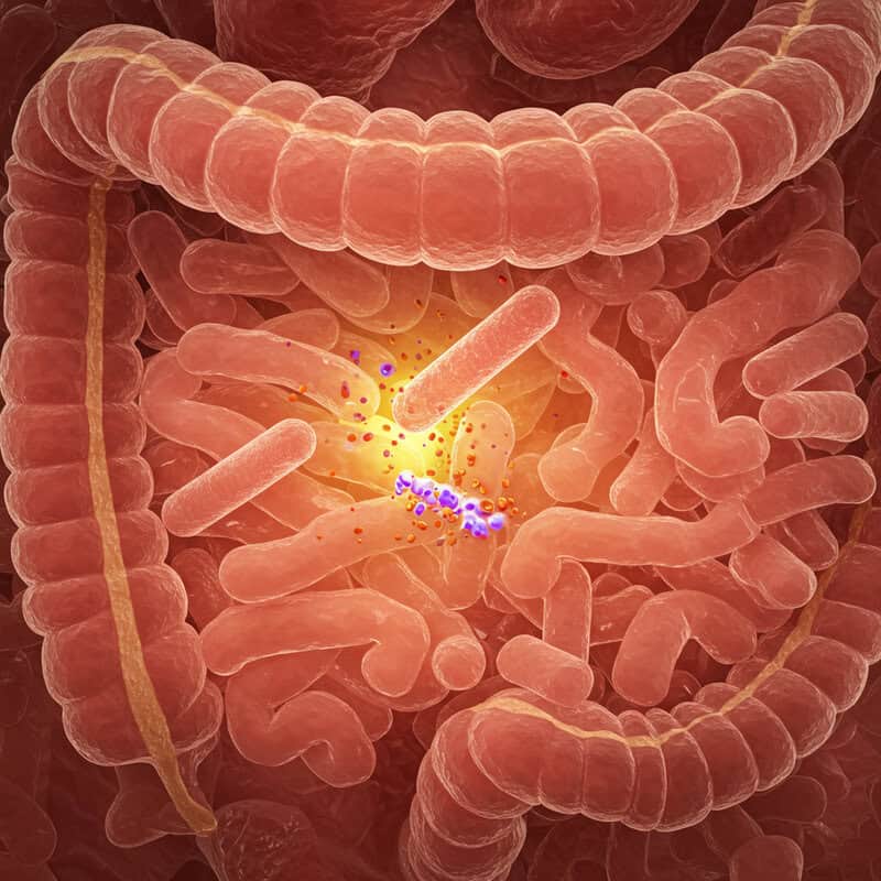 2. Faecalibacterium prausnitzii
