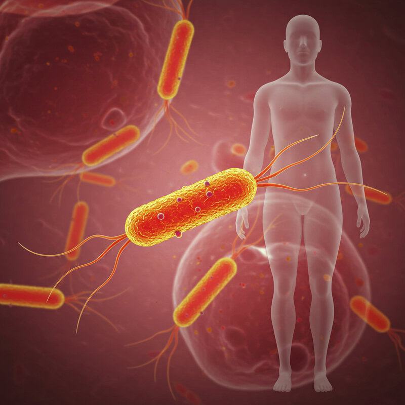 4. Christensenella minuta