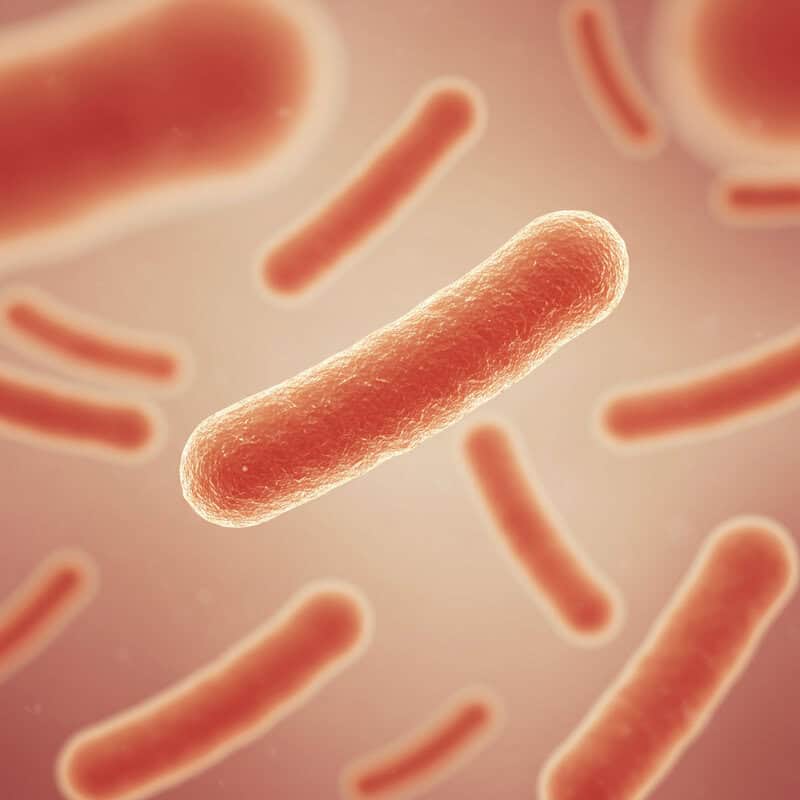 11. Blautia wexlerae