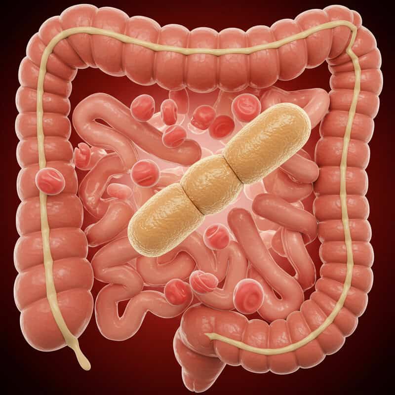 25. Collinsella aerofaciens