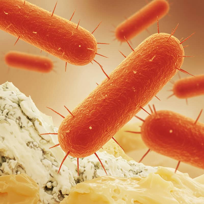 30. Lactococcus lactis