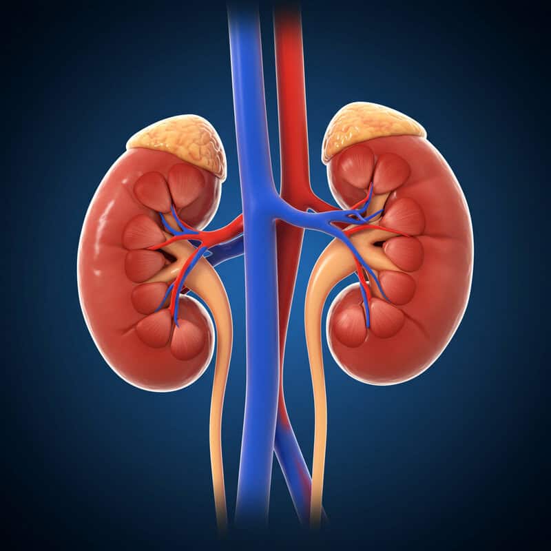 10. Kidney Disease
