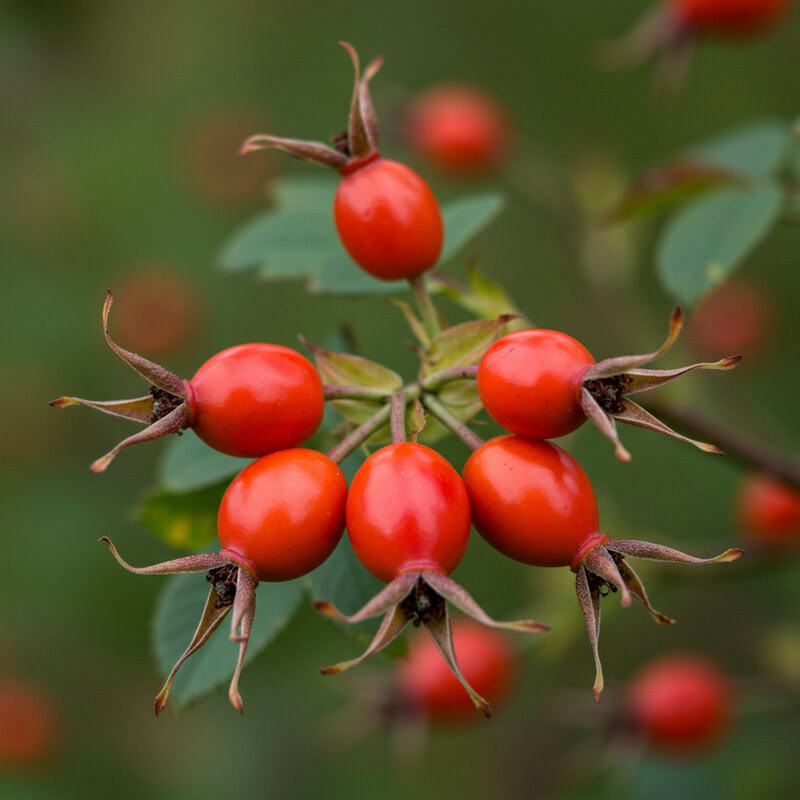 41. Rosehip