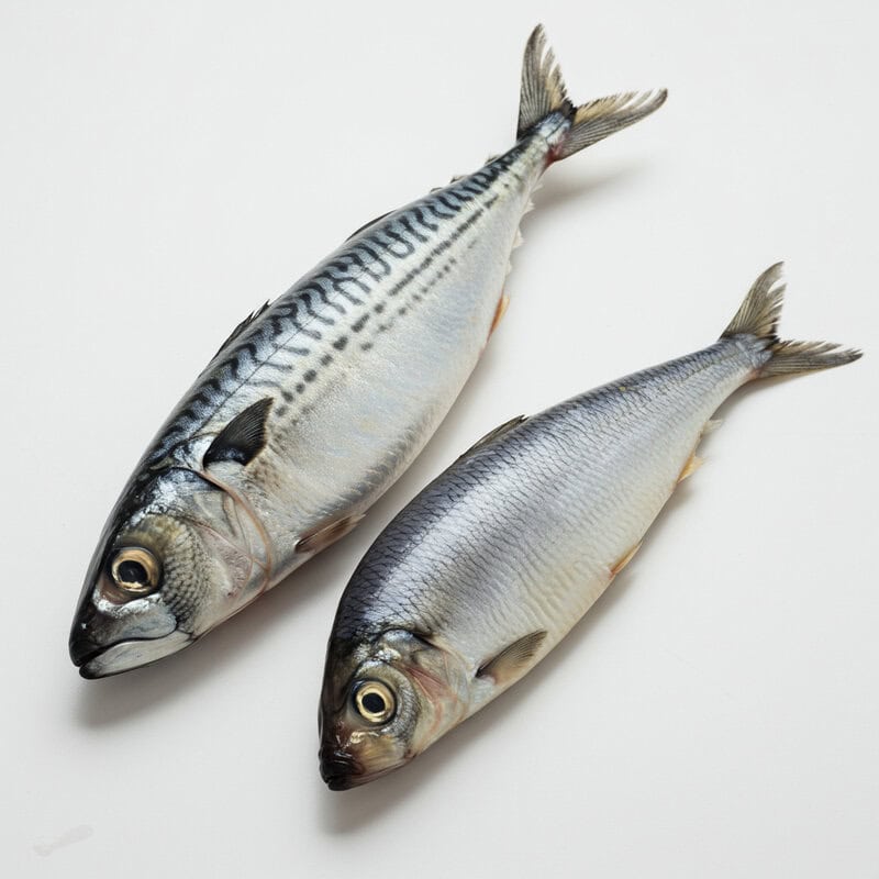 46. Oily Fish (Mackerel, Herring)