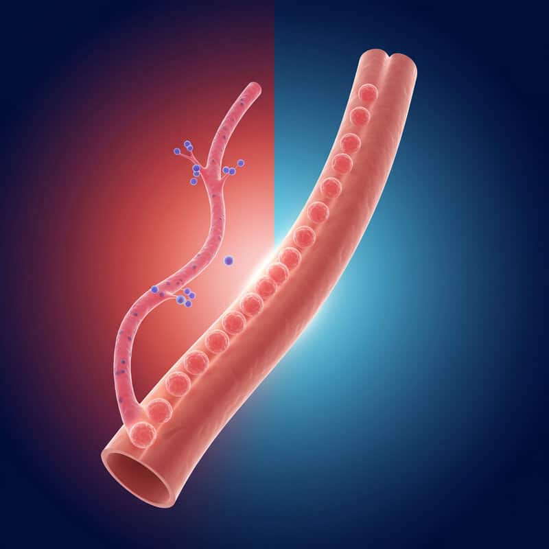 40. Support for Blood Vessel Health